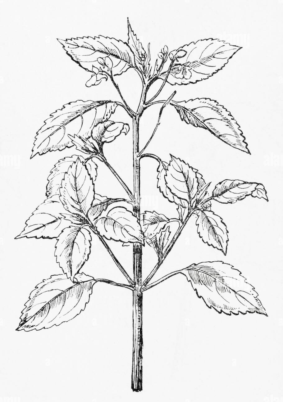 Balsamine a petite fleur